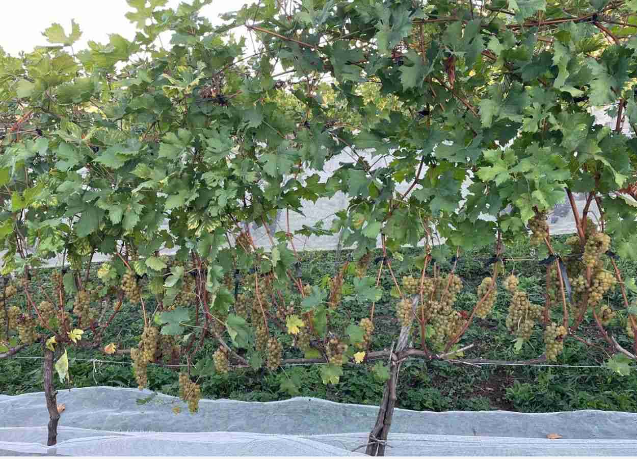 Epamig avalia potencial de uvas resistentes a doenças