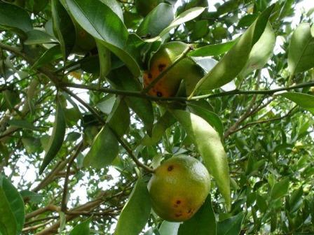 Pesquisa aponta perda de eficiência em fungicidas usados contra doenças em tangerinas