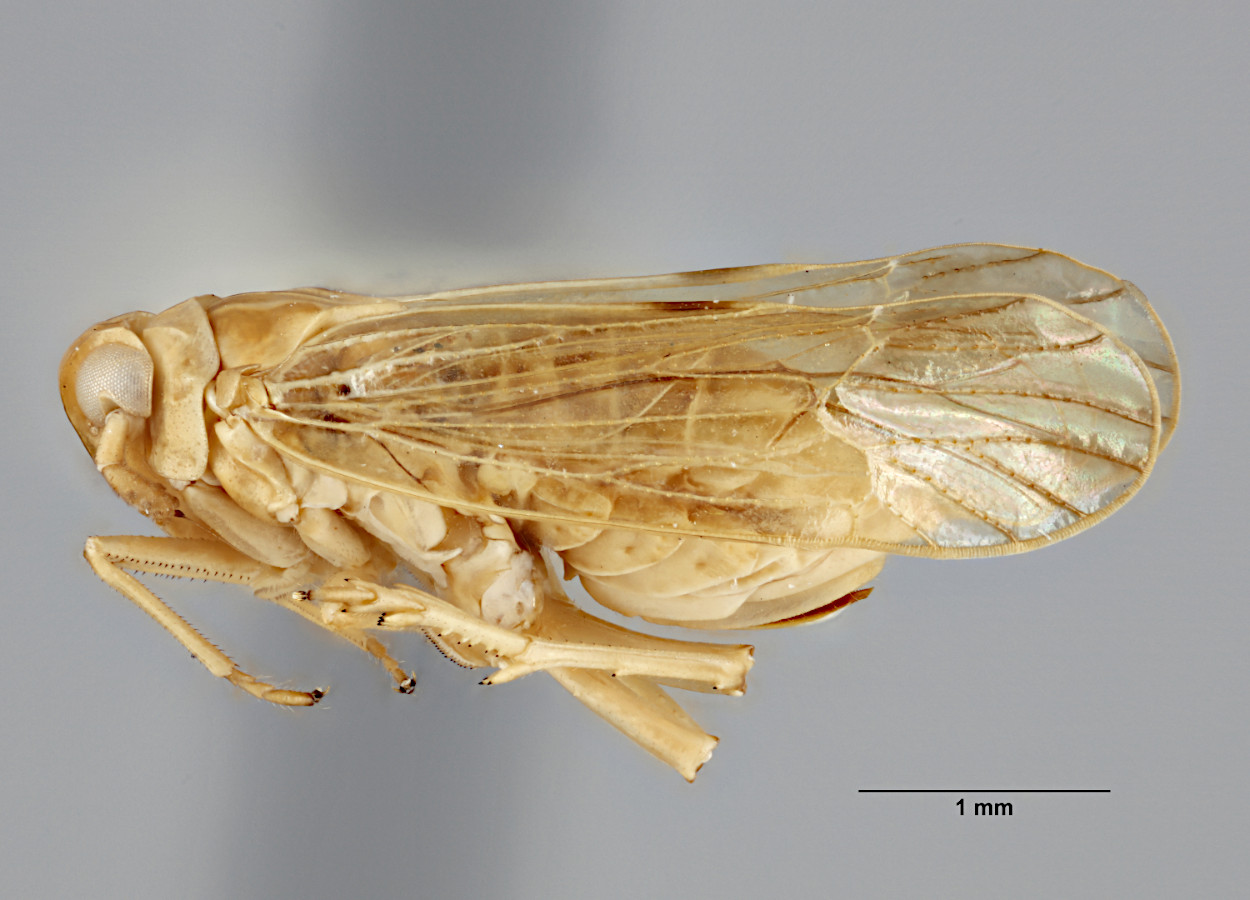 Foto:&nbsp;Paul Langlois / USDA APHIS PPQ - Bugwood