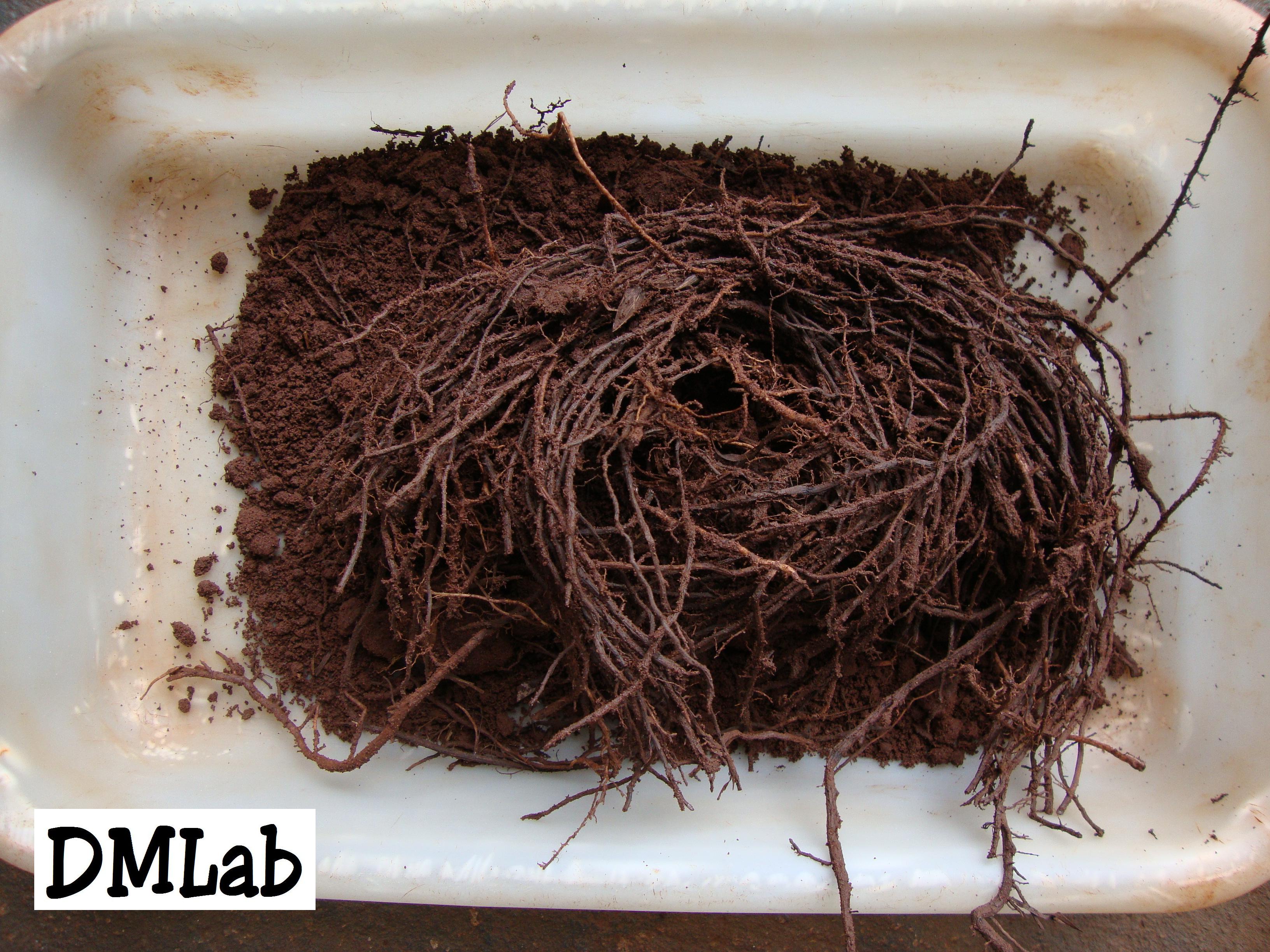 Amostra contendo raízes e solo para análise nematológica.