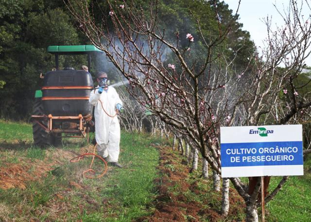 Filme pulverizado sobre o pomar protege frutas de pragas e doenças