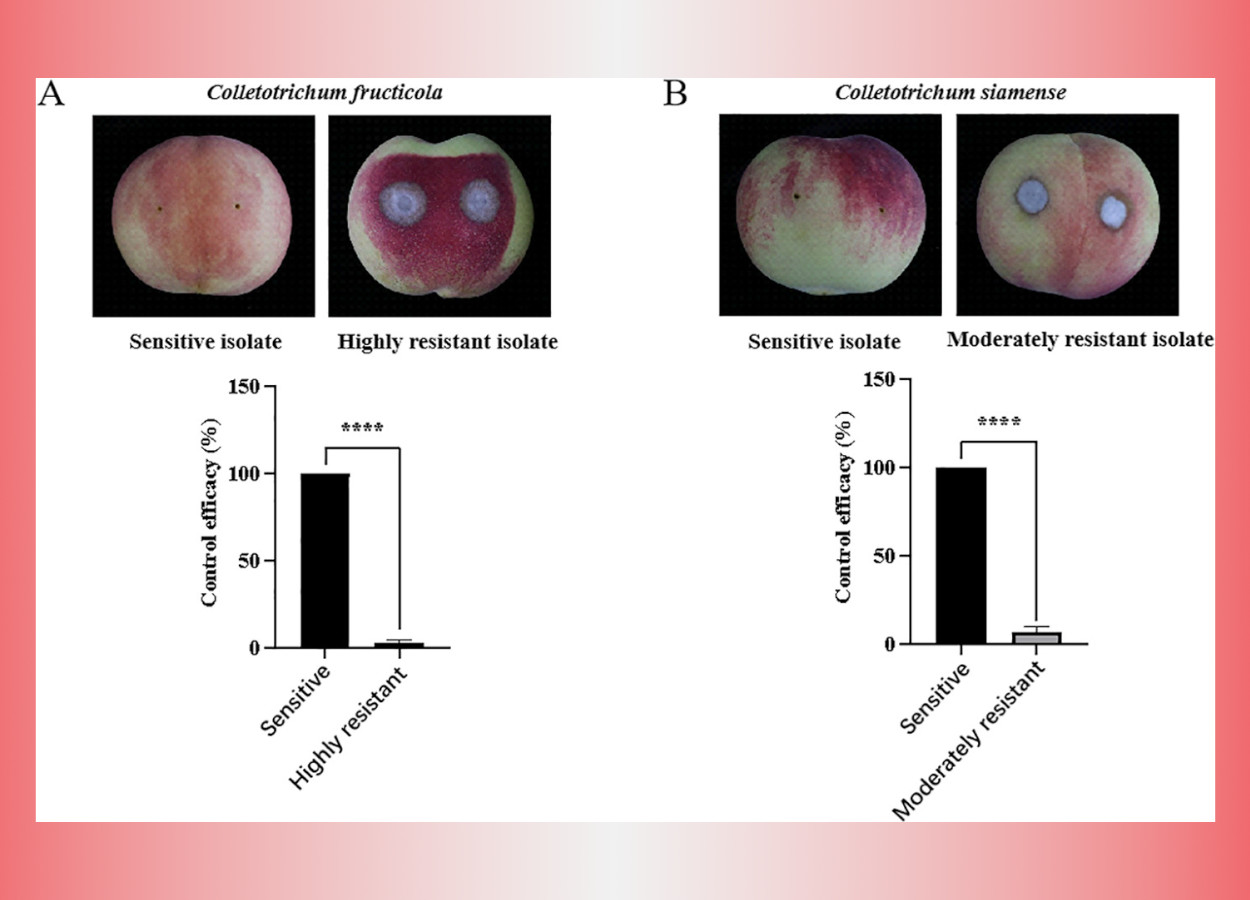 Eficácia no controle do carbendazim para isolados sensíveis e resistentes de <i>C. fructicola</i> e <i>C. siamense</i>. (A, B), após 5 dias de inoculação, isolados altamente resistentes (HR) de <i>C. fructicola</i> e isolados moderadamente resistentes (MR) de <i>C. siamense</i> desenvolveram sintomas de antracnose em pêssegos frescos destacados, enquanto isolados sensíveis de ambas as espécies não apresentar quaisquer sintomas. Teste de eficácia de controle mostrando diferenças significativas (P&lt;0,05) entre isolados sensíveis e resistentes -&nbsp;doi.org/10.1016/j.pestbp.2024.106006