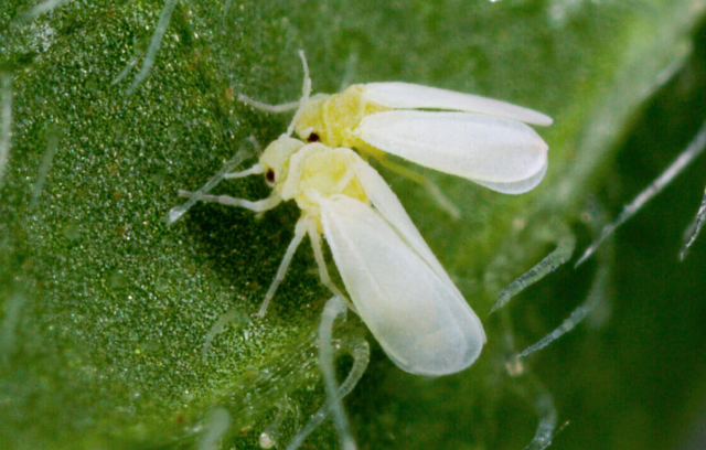 Pesquisa utiliza cultivos consorciados no controle de mosca-branca no algodoeiro