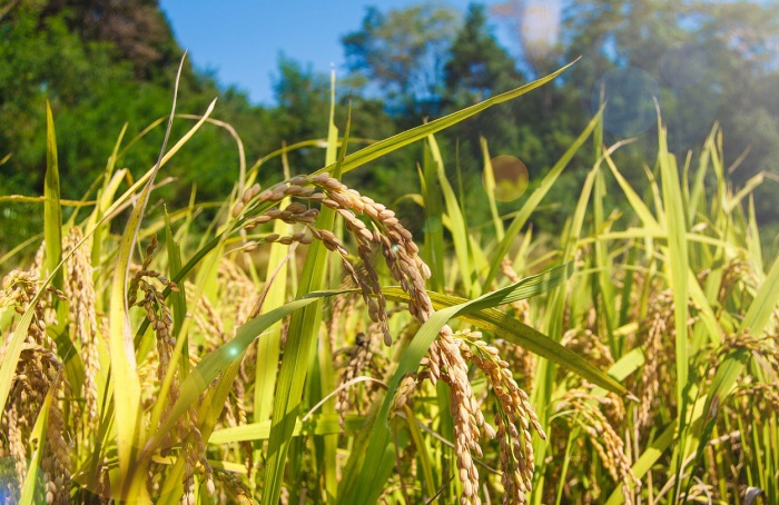 Semeadura do arroz no RS avança, mas região Central tem atrasos