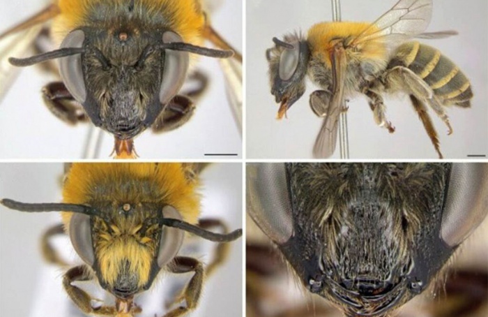 Nova espécie de abelha é descoberta no Paraná