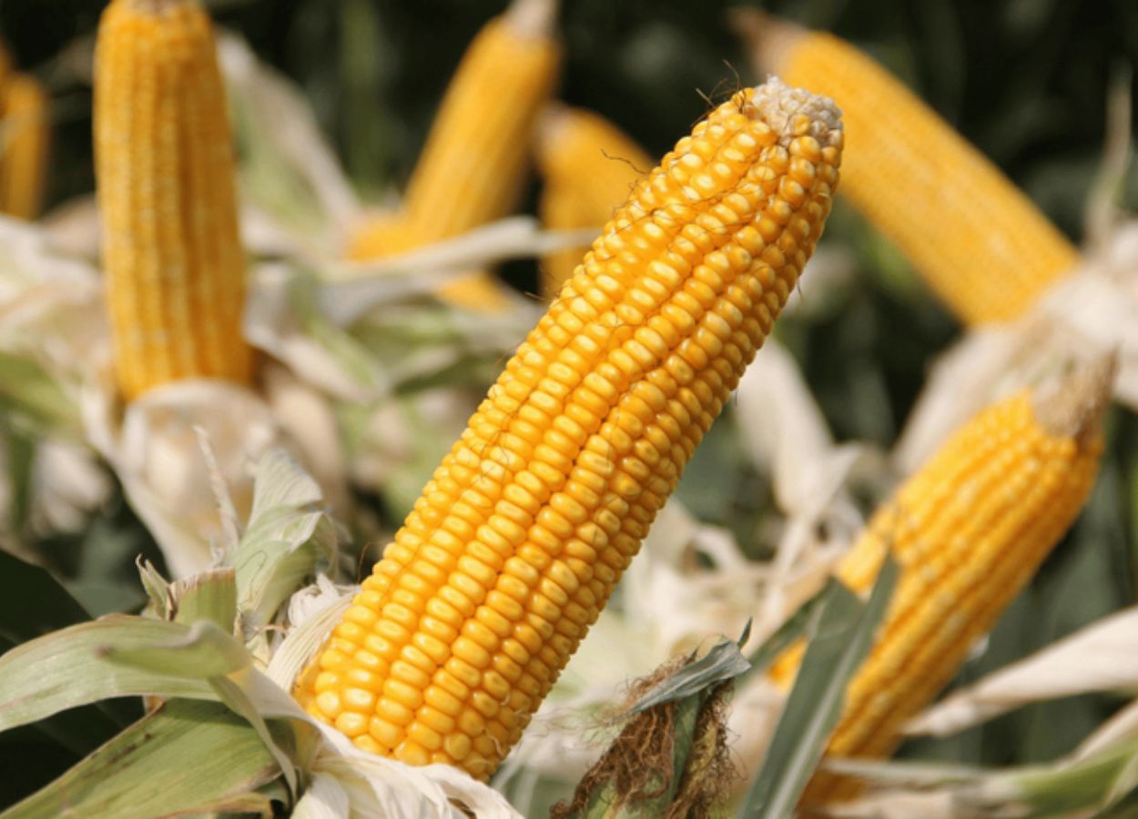 Modelo avança na cobertura e aumenta subvenção conforme nível de manejo