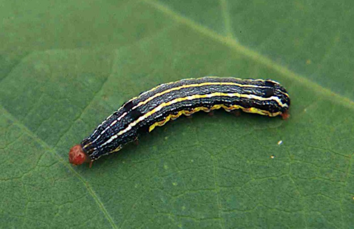 Bacillus thuringiensis mostra alta eficácia contra Spodoptera eridania