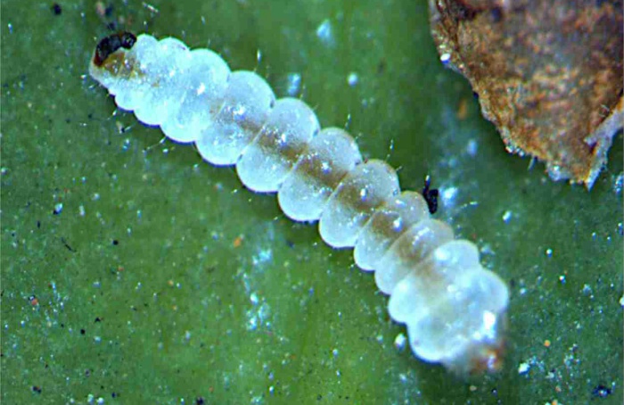 Resistência do bicho-mineiro ameaça controle químico no café