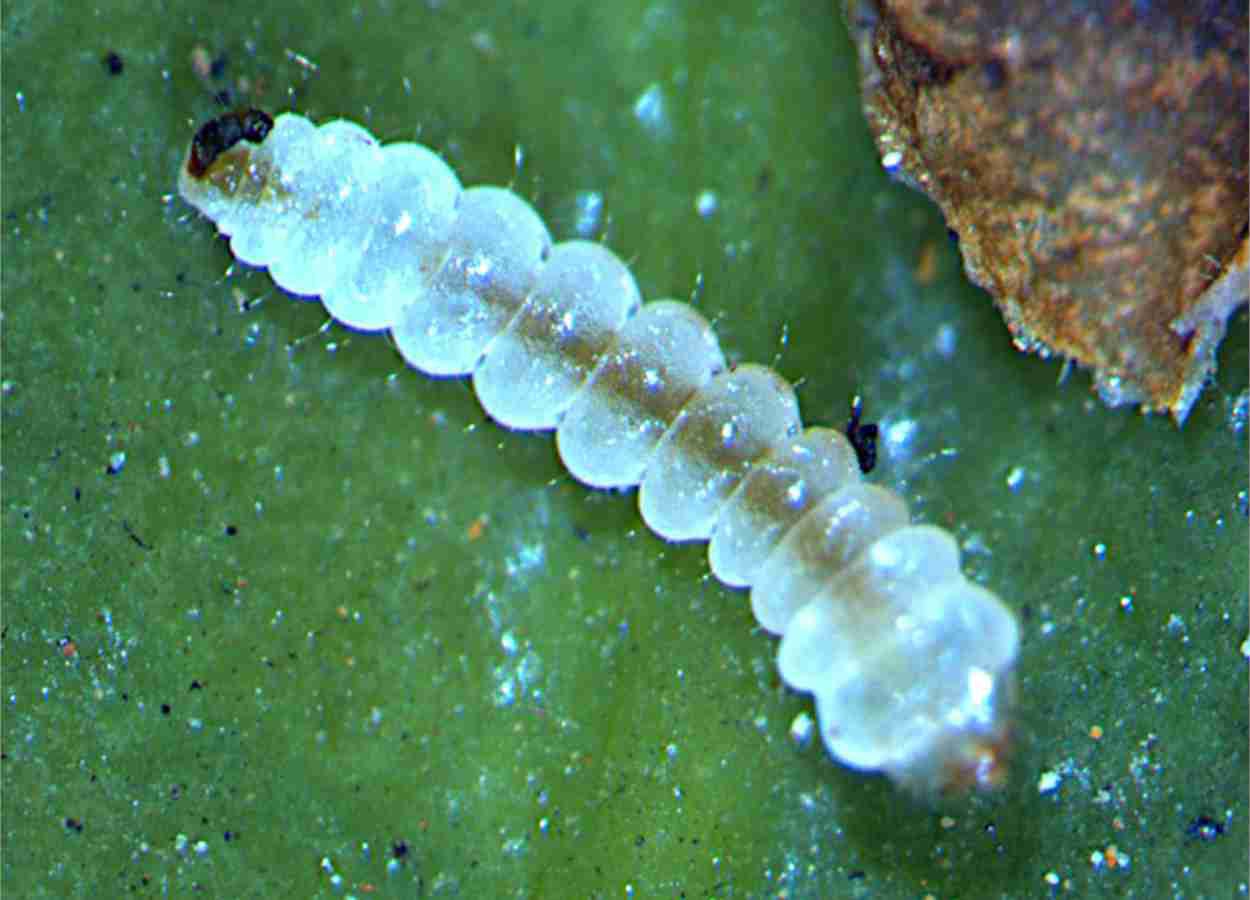 Resistência do bicho-mineiro ameaça controle químico no café