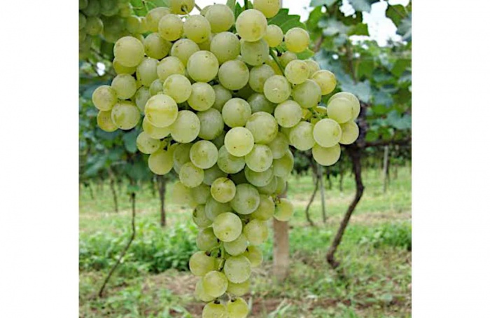 Abertas inscrições para Seleção de Vinhos da uva BRS Lorena