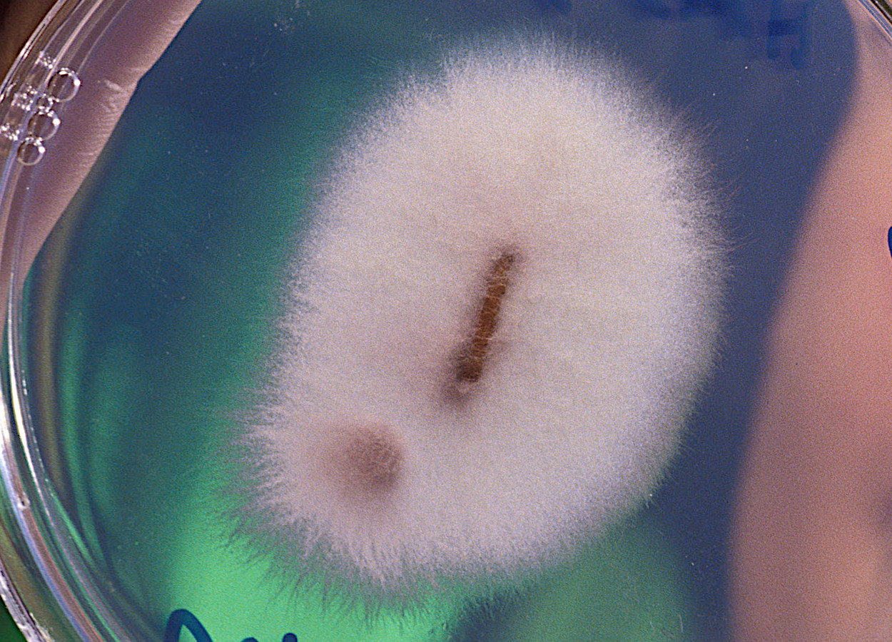 Foto:&nbsp;Keith Weller / USDA
