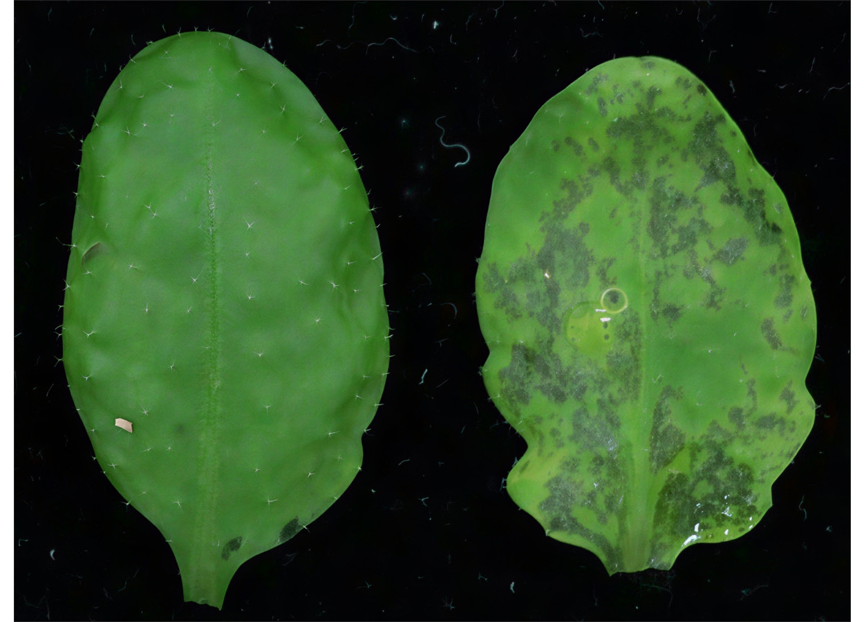 Sintomas da doença em folhas de <i>Arabidopsis thaliana</i> infectadas com a bactéria patogênica <i>Pseudomonas syringae</i> pv. <i>tomato</i> (Pst). Após a infecção, as plantas foram mantidas por três dias sob umidade moderada (esquerda) ou alta umidade (direita), apresentando doença mais severa sob alta umidade - Foto Shigetaka Yasuda