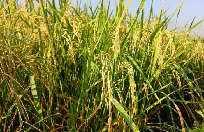 Indústria sustenta alta leve de 0,5% no arroz em janeiro