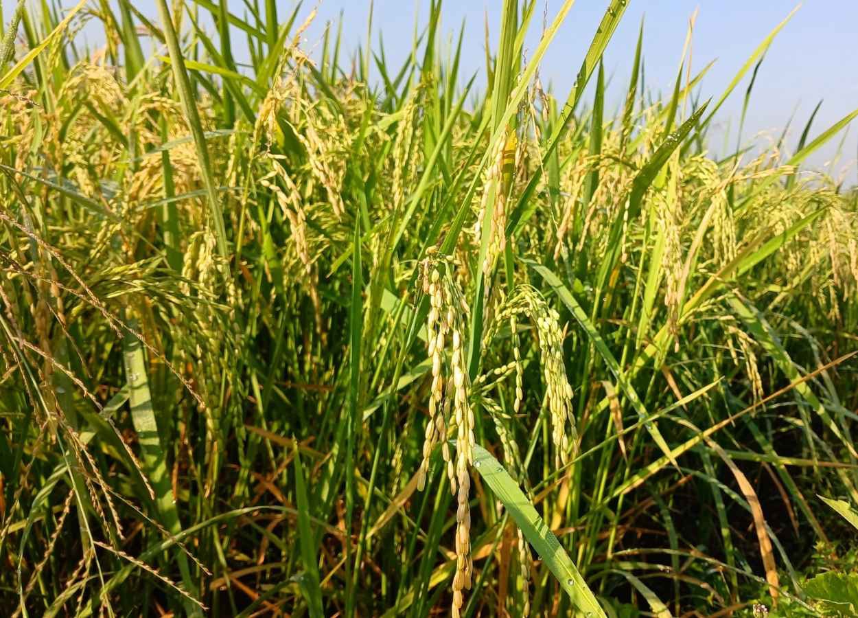 Indústria sustenta alta leve de 0,5% no arroz em janeiro