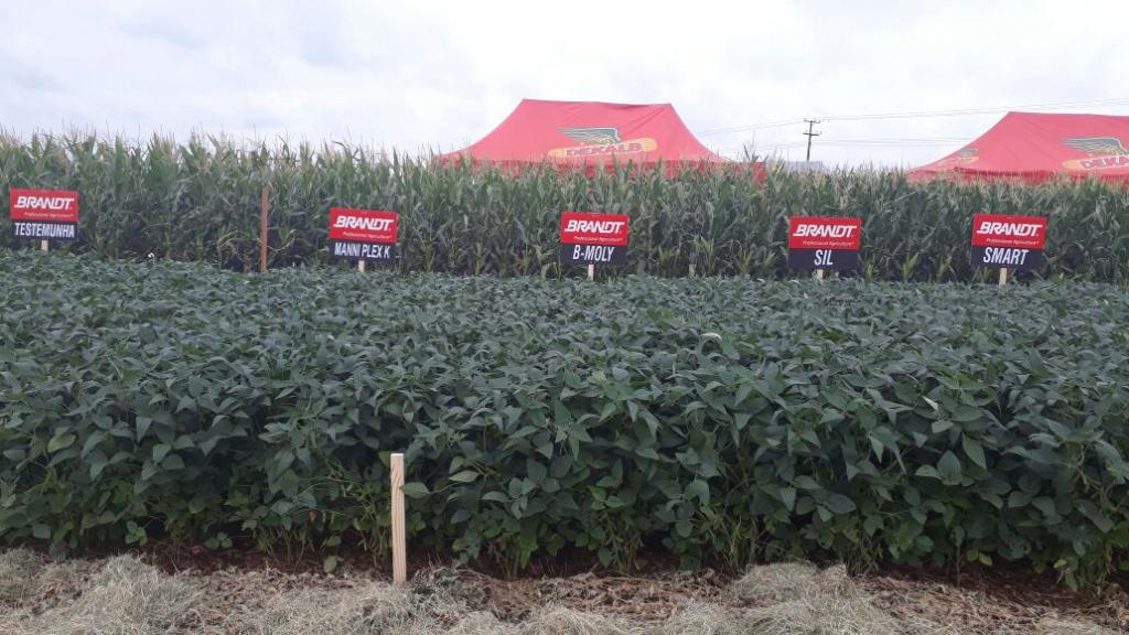 Tecnologia para soja é destaque da Brandt no dia de campo da Agropar, em Atalaia (PR)