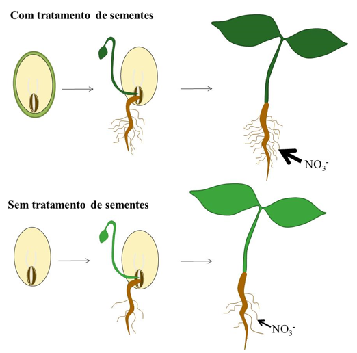 Figura 2. Efeitos do tratamento de sementes na potencialização do crescimento radicular, o que aumenta a absorção de nitrogênio.