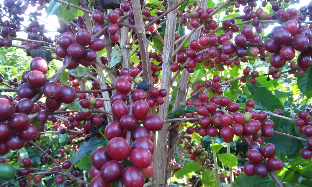 Perdas de nitrogênio com o uso de fertilizante nitrogenado de liberação controlada na cultura do café