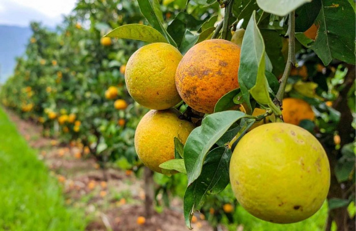 Citricultura impulsiona geração de empregos no agro brasileiro