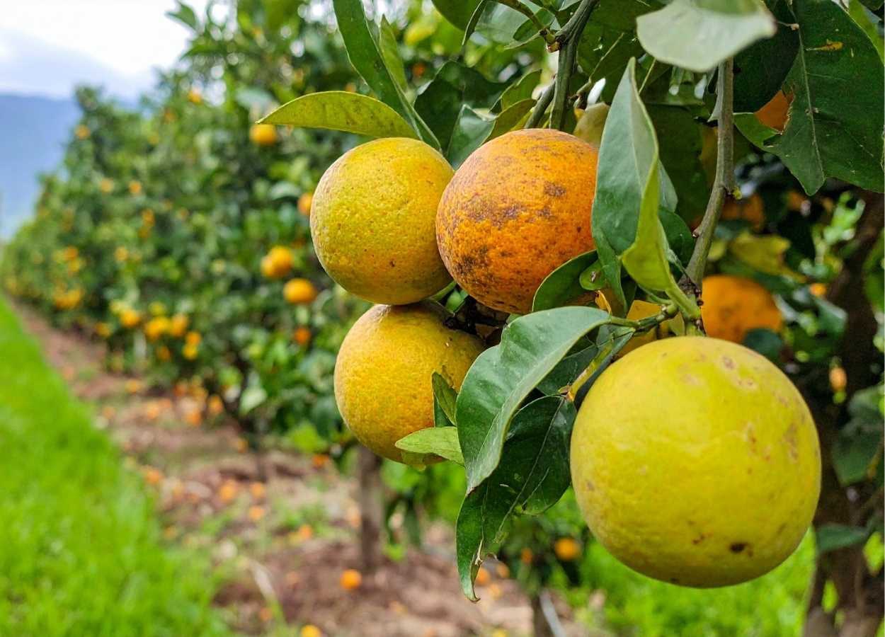 Citricultura impulsiona geração de empregos no agro brasileiro