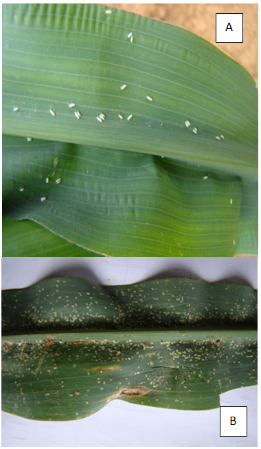 Figura 1 - Bemisia tabaci em folhas de milho. A) Adultos e ovos. B) Ninfas em todos os estágios de desenvolvimento e pupários vazios.