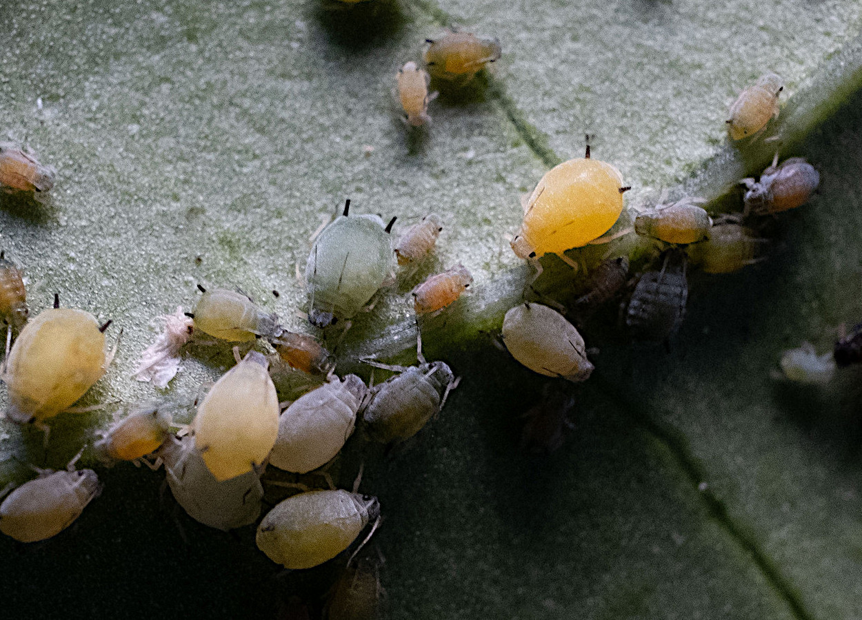 Foto: Alex Abair - CC BY 40