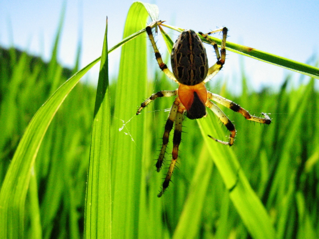 Entre as principais espécies de inimigos naturais destacam-se as aranhas.