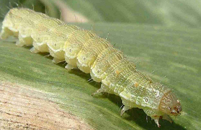 Volátil vegetal amplia ação de inseticidas contra lagarta Helicoverpa armigera