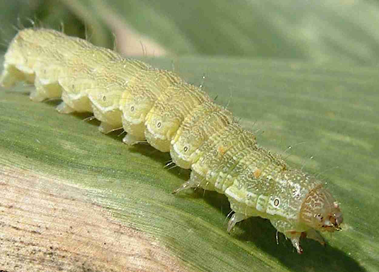 Volátil vegetal amplia ação de inseticidas contra lagarta Helicoverpa armigera