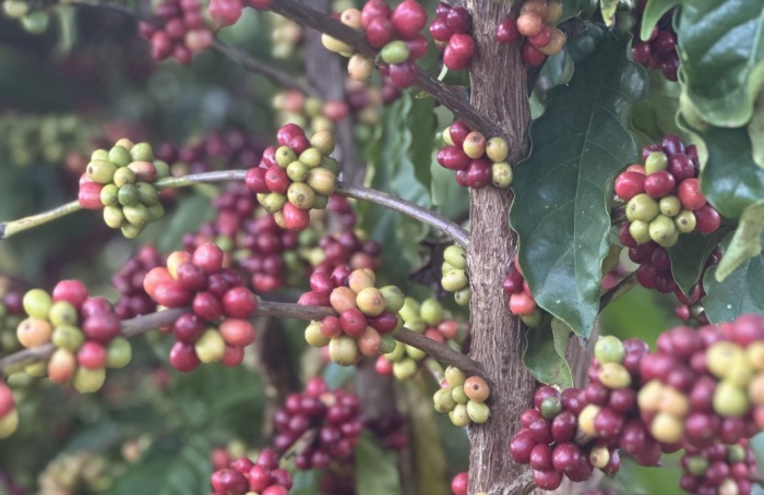 Manual auxilia na identificação de doenças de cafés Robustas Amazônicos