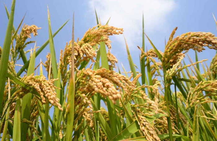 Preços do arroz caem 35% com excesso de oferta no mercado