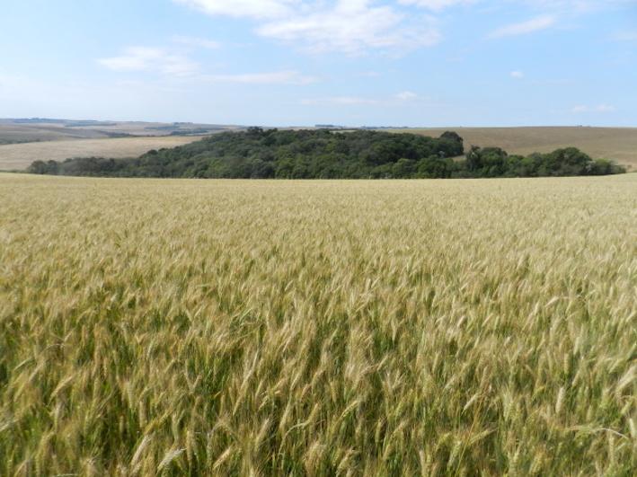 Cultivares da Embrapa estarão em avaliação no Uruguai