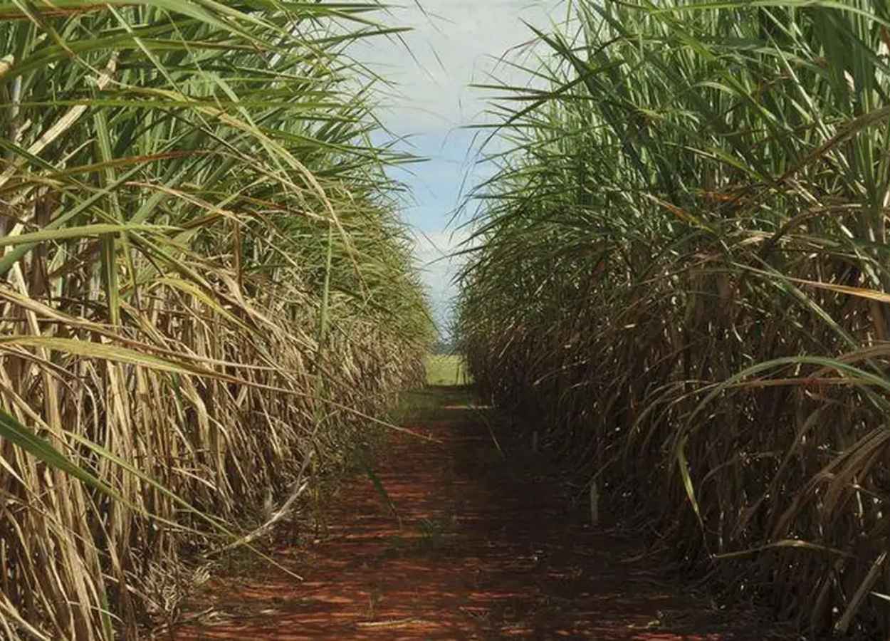 Produção de açúcar e etanol recua no Centro-Sul