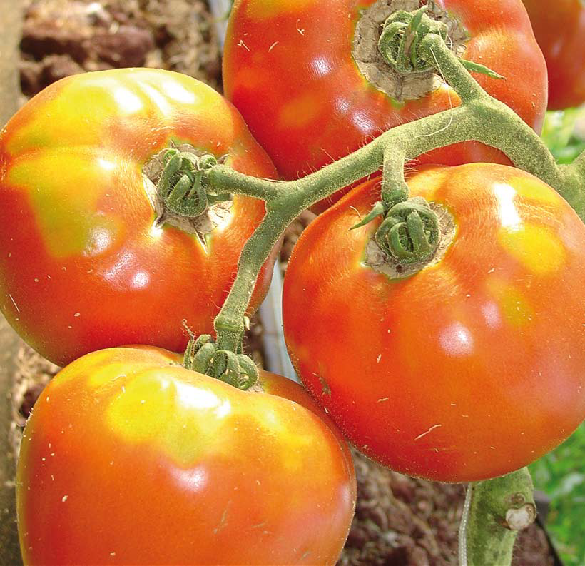 Manejo integrado de plantas daninhas no cultivo de tomateiro industrial