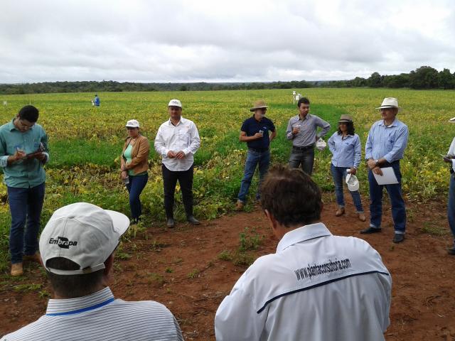 Dia de campo em lavoura experimental de feijão reúne consultores do GTEC em Cristalina