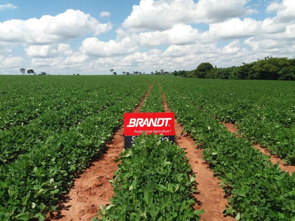 Brandt do Brasil incentiva produtores de cana a fazer rotação com amendoim