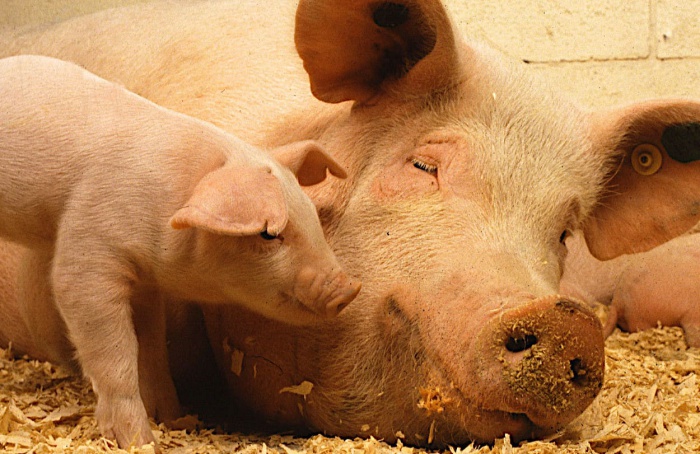 Antibióticos na lavoura lançam desafio para a segurança alimentar