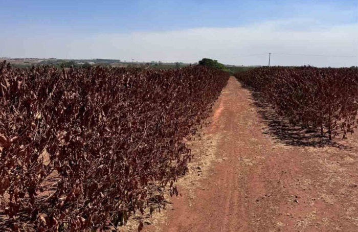 Falta de chuvas compromete produção de café na Alta Mogiana (SP)