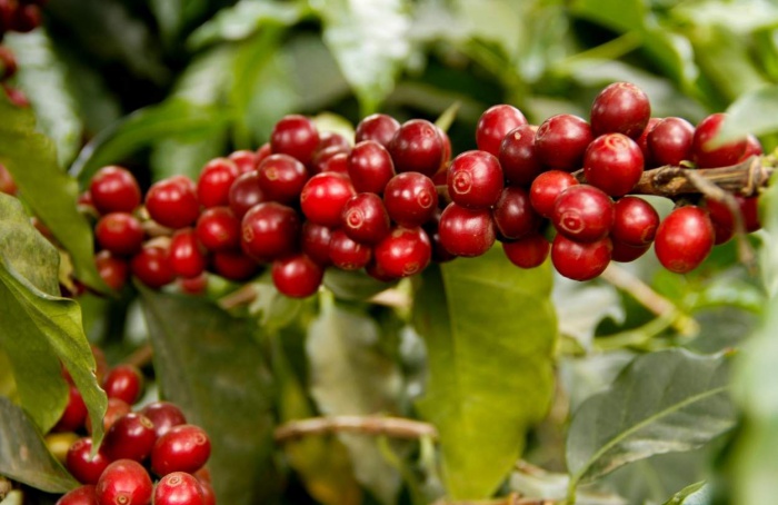Safra paulista de café deve crescer 1,3% em 2025, estima Faesp