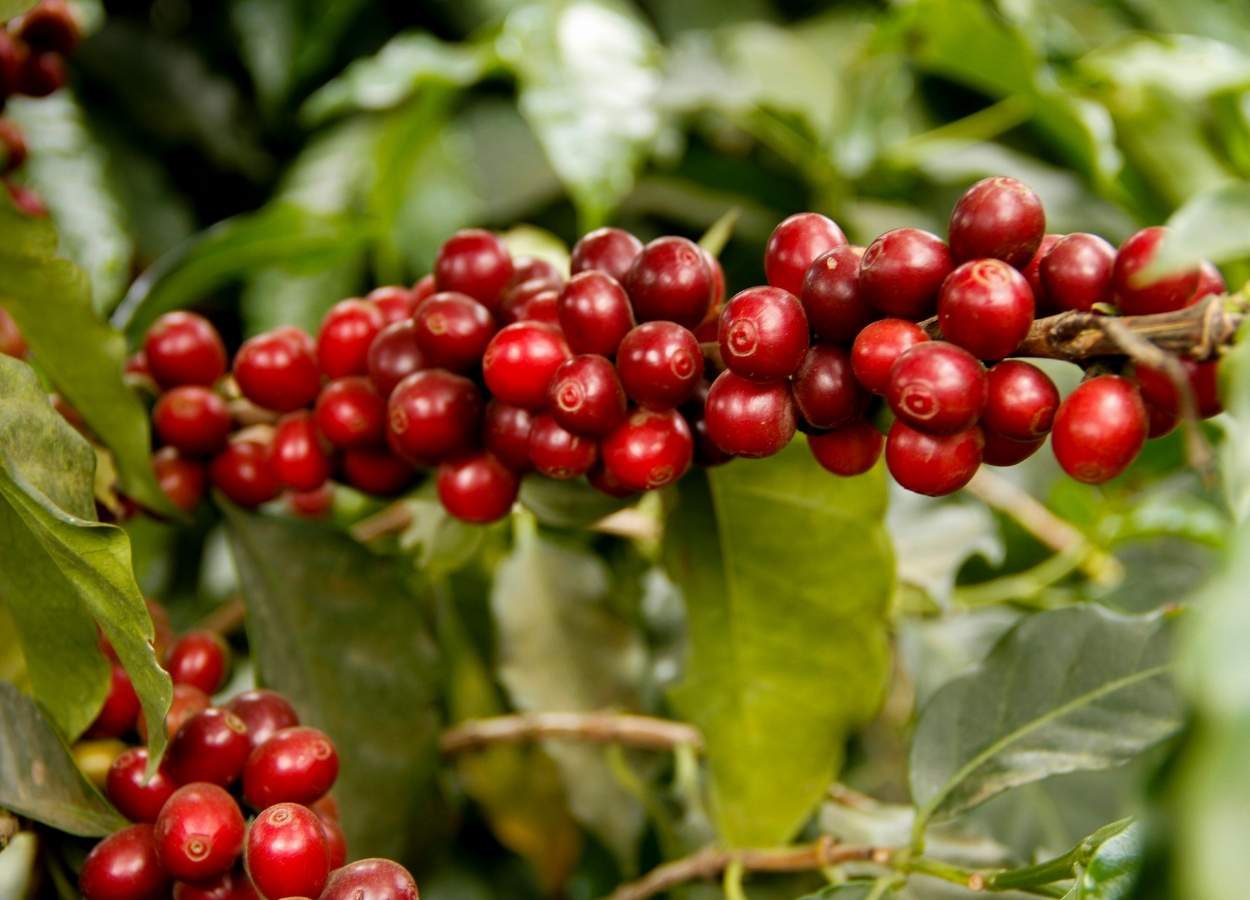 Safra paulista de café deve crescer 1,3% em 2025, estima Faesp