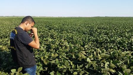 Prazo para cadastro das áreas produtoras de soja sequeiro é prorrogado