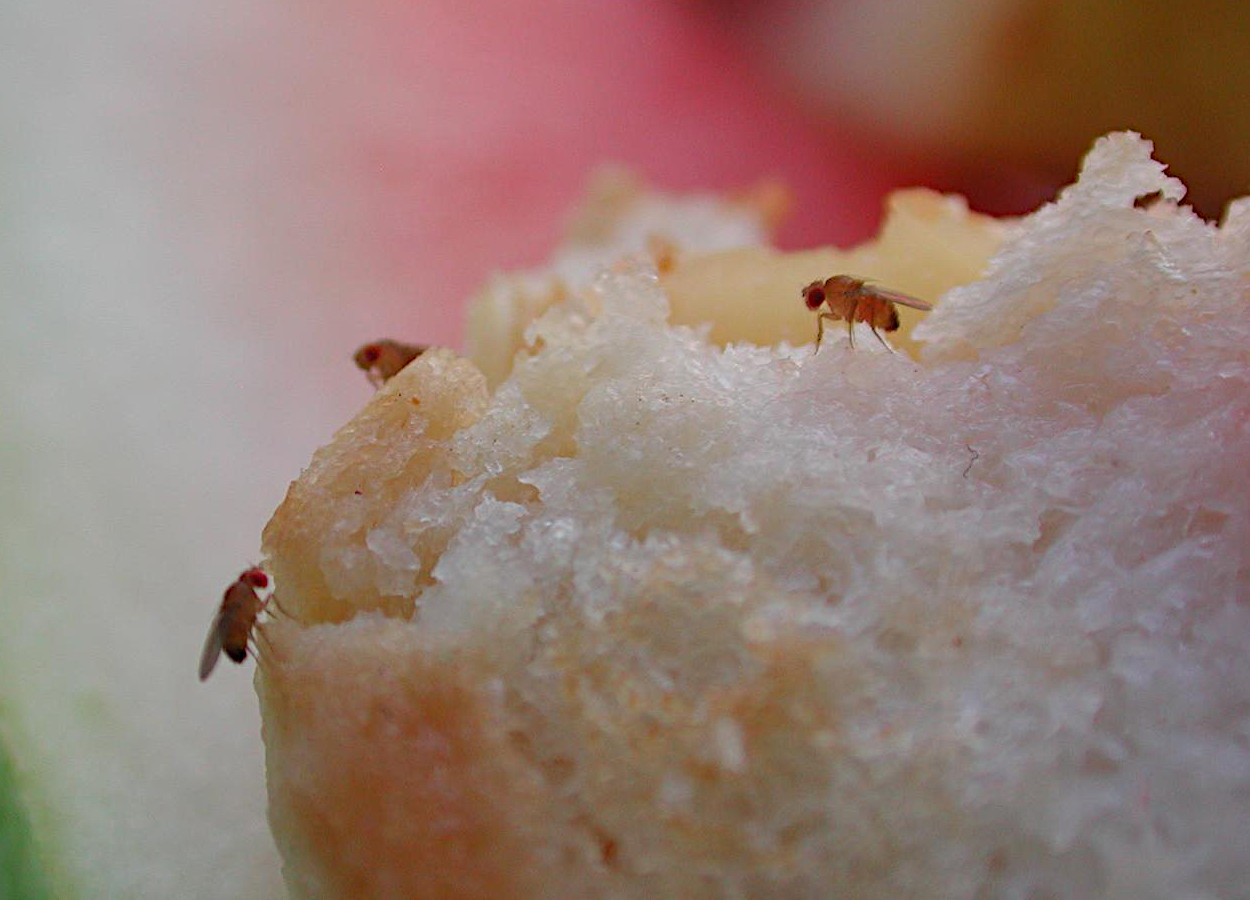 Foto:&nbsp;Pest and Diseases Image Library, Bugwood