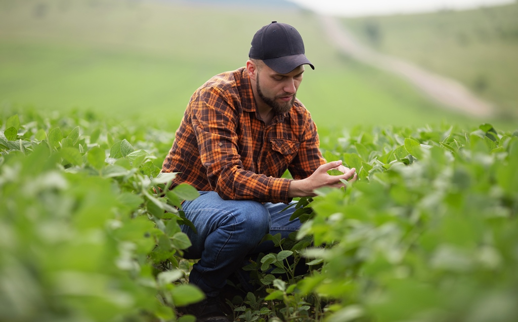 Soybean seed multipliers face challenges to guarantee labor in the field