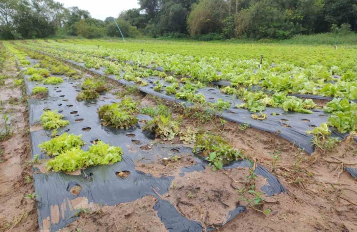 Excesso de umidade dificulta reconstrução de hortas pós enchente no Rio Grande do Sul