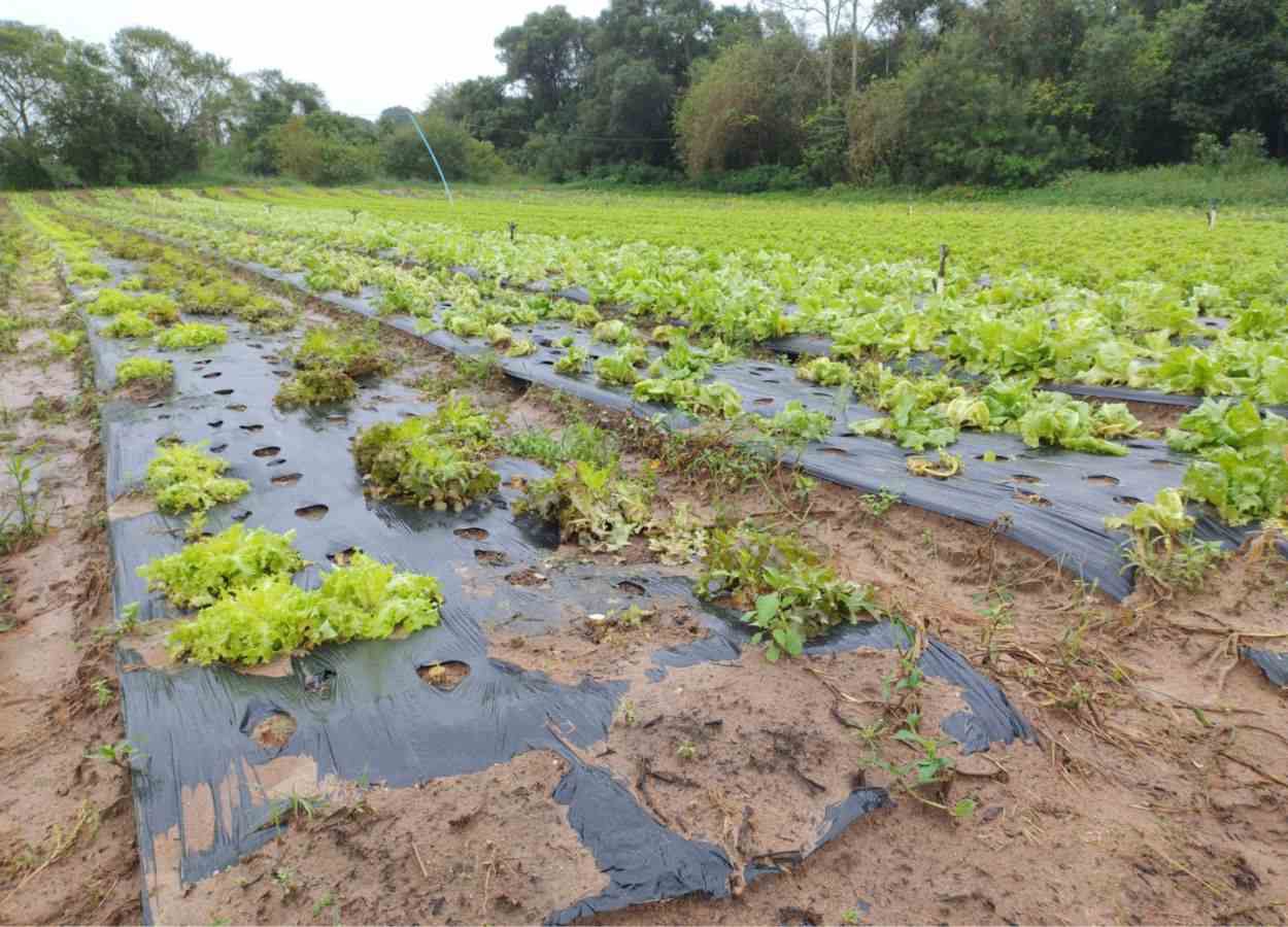 Excesso de umidade dificulta reconstrução de hortas pós enchente no Rio Grande do Sul