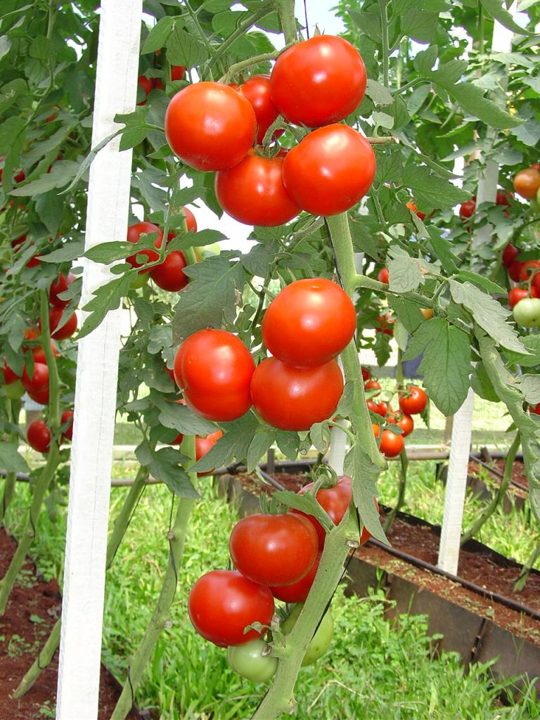 ​Goiânia (GO) sedia maior evento do setor de tomate industrial da América Latina