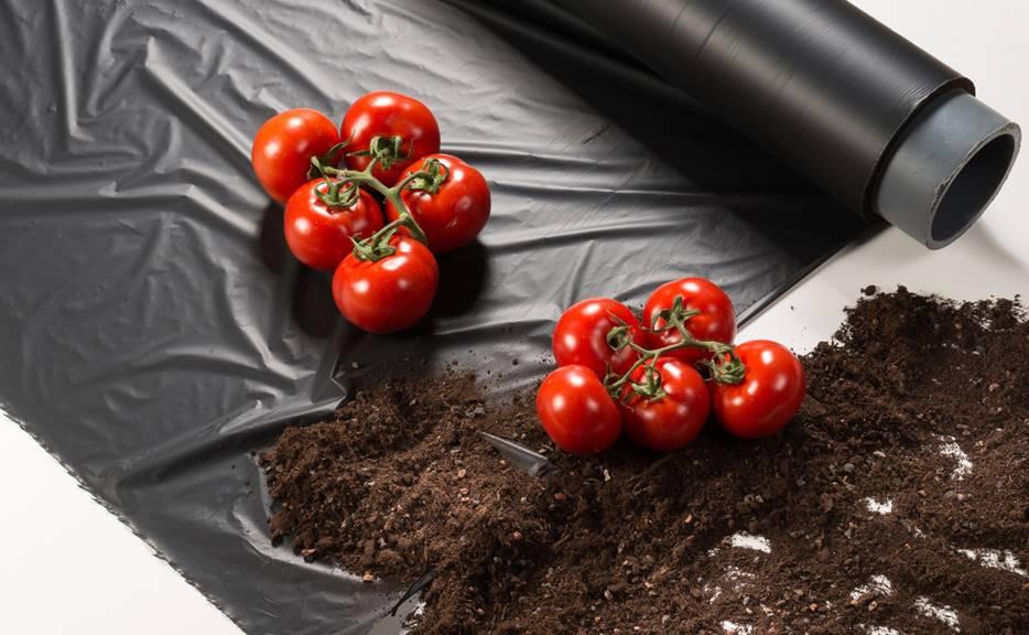 Polímero biodegradável contribui para melhorar solo, aumentar produtividade e dar mais sabor para os tomates