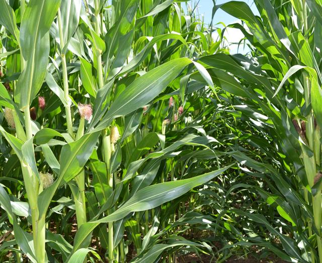 Pesquisadores debatem sobre o potencial produtivo do milho na região do Alto Paranaíba