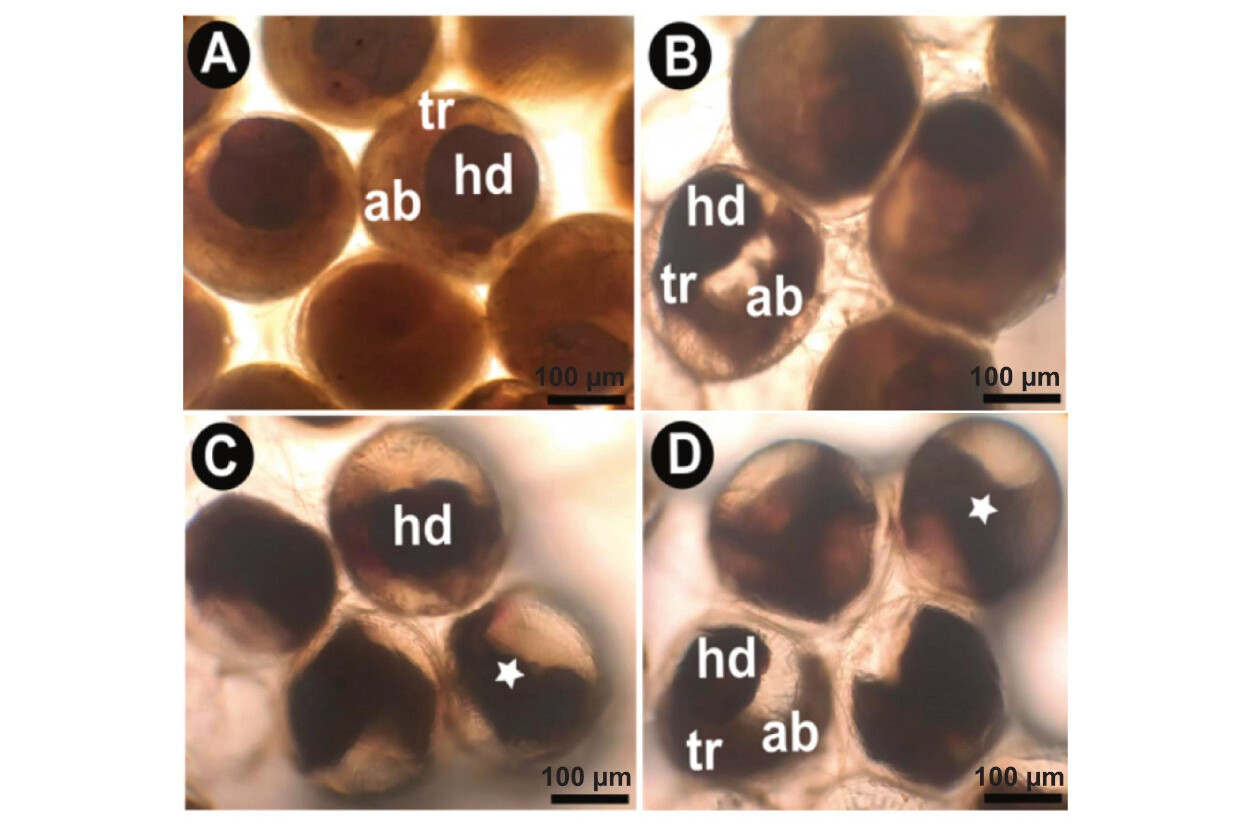 Ovos de Spodoptera frugiperda 72 h após bioensaios com Bacillus thuringiensis: (A) Ovos controle. (B) Ovos tratados com uma suspensão de esporos da cepa HD-68 de B. thuringiensis subsp. aizawai na concentração de 3 × 10⁸ esporos/mL. (C) Xentari na concentração de 3,00 g·L⁻¹. (D) Xentari na concentração de 5,00 g·L⁻¹. Em A, o embrião apresenta desenvolvimento normal das regiões da cabeça (hd), do tórax (tr) e do abdome (ab). Nos ovos tratados (B, C e D), os embriões exibiram desenvolvimento morfológico comprometido, caracterizado por tórax e abdome deformados. Além disso, alguns ovos não apresentavam embriões discerníveis, contendo apenas estruturas amorfas (estrelas brancas) com aspecto escurecido