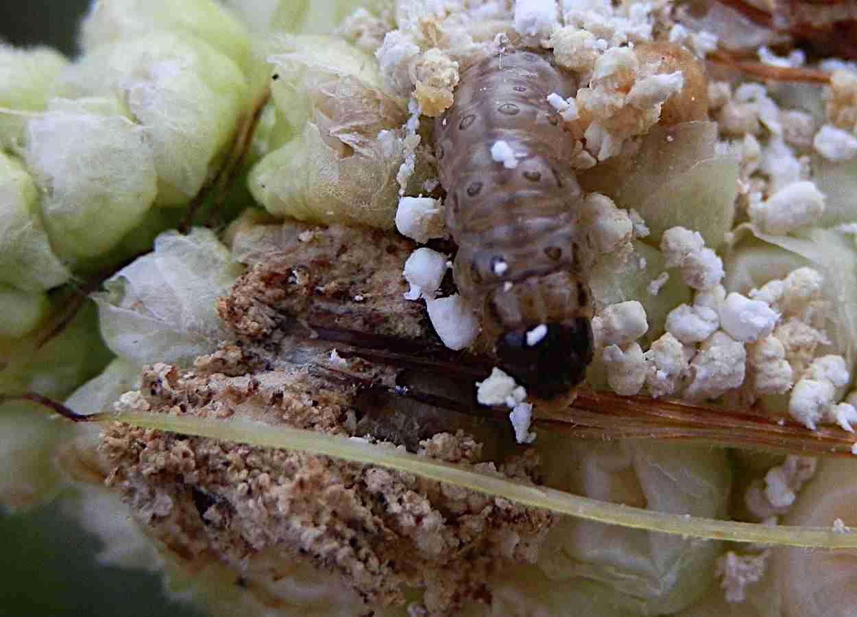Resistência de Ostrinia nubilalis a Cry2Ab2 mostra alta estabilidade