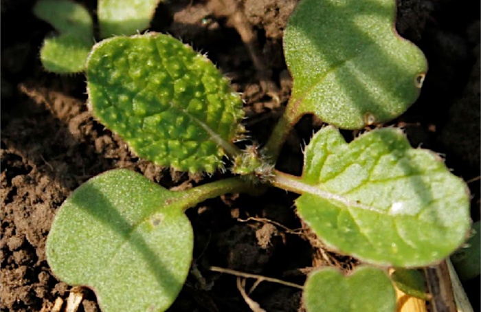 Brassica rapa pose un nouveau défi à la campagne argentine